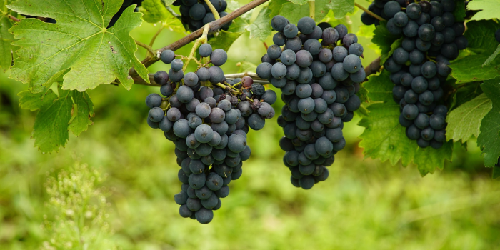 racimos uvas